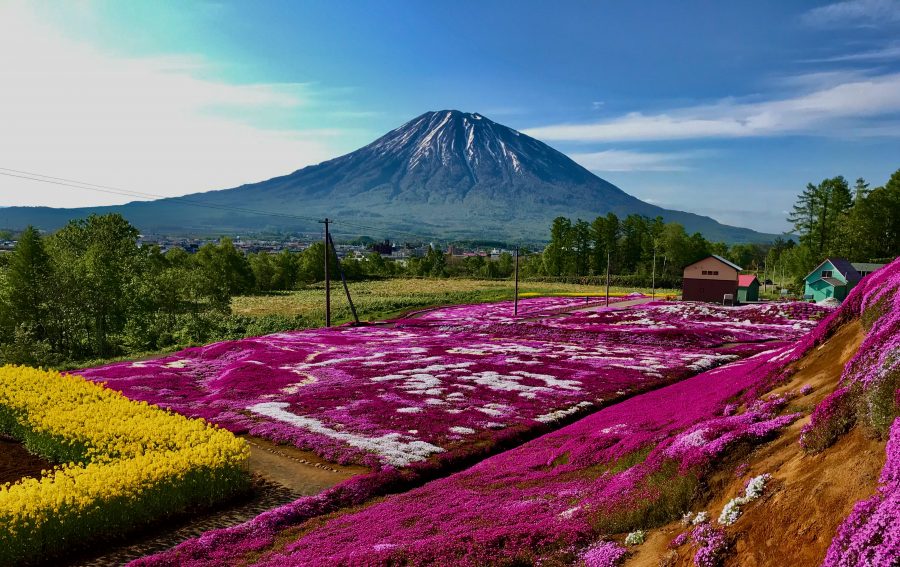 Amazing fields that are a 20-minutes walk from where I live in Kutchan. Mt Yotei is an ever-present feature here.