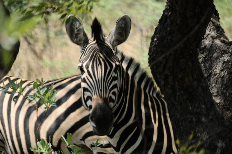 Burchell's Zebra