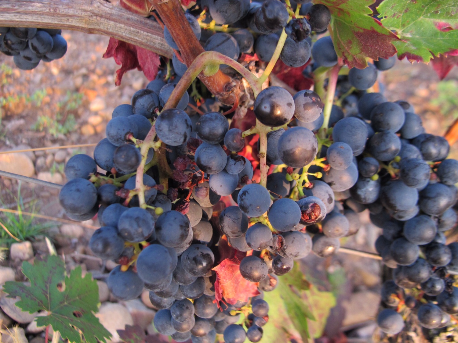 Grapes in the La Rioja region.