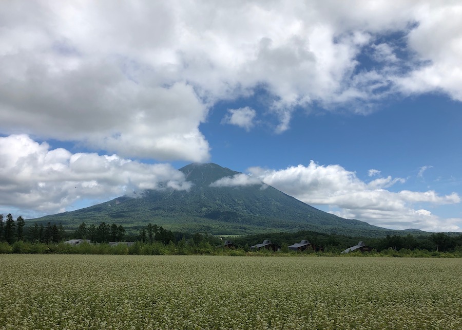 View of Mount Yotei. That is a field of buckwheat in the foreground.